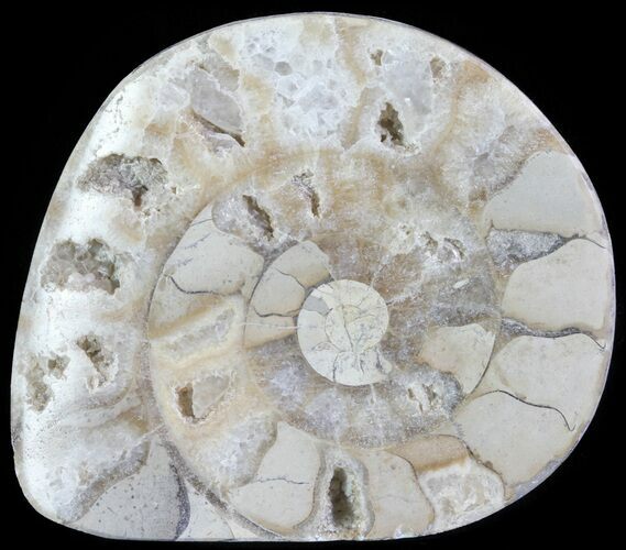 Cut and Polished Lower Jurassic Ammonite - England #62555